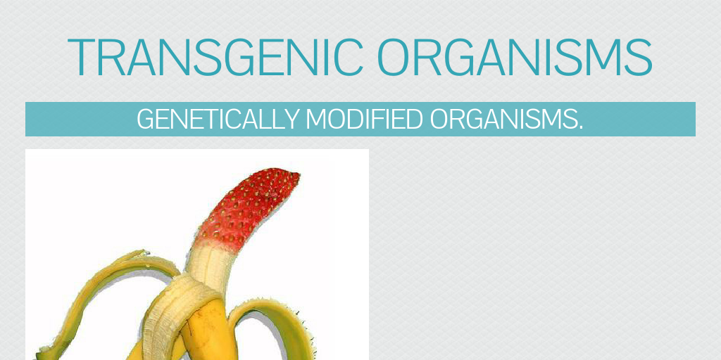 Transgenic organisms by angelyasmin98 - Infogram