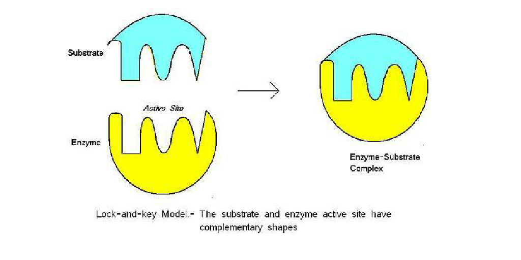 enzyme activity conclusion enzyme activity conclusion