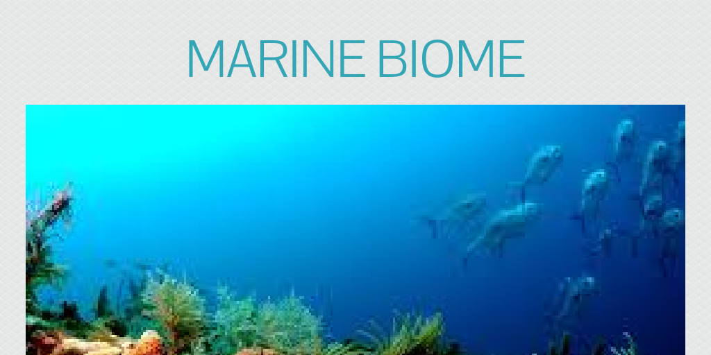 MARINE BIOME By Lilbillballinbruh Infogram